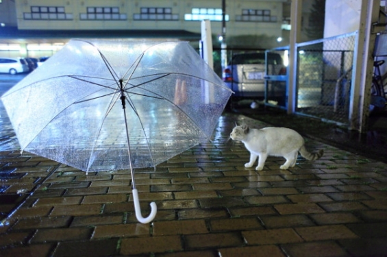 Cat pictures｜傘が降ってきたよ
