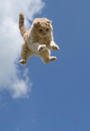 Cat pictures｜fly cat fly