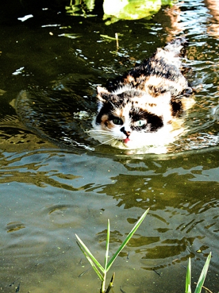 Cat pictures｜泳ぎは得意