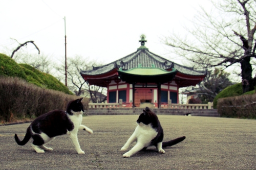 Cat pictures｜ネコ拳の試合
