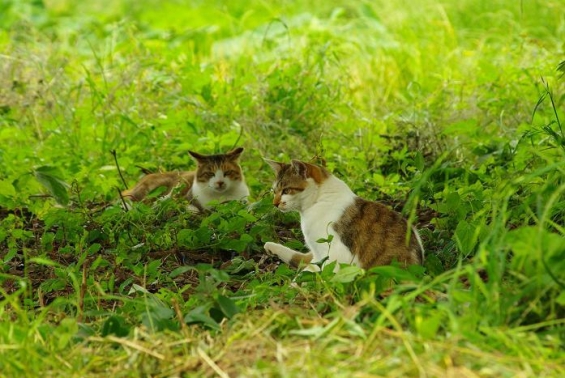 Cat pictures｜木陰で涼む