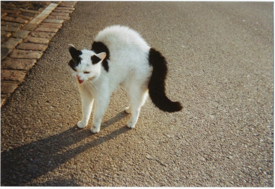 Cat pictures｜デレ前のシャー