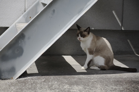 Cat pictures｜外階段の下