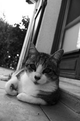 Cat pictures｜のんびり