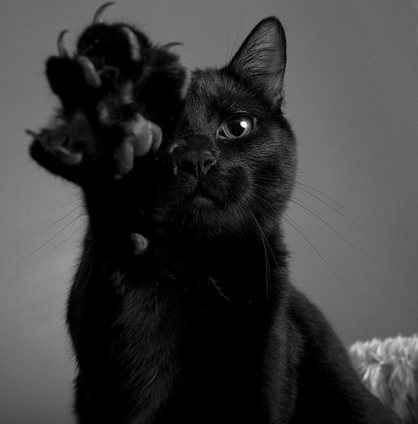 Cat pictures｜捕捉する黒猫