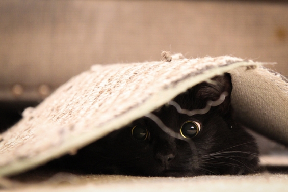 Cat pictures｜潜む黒猫