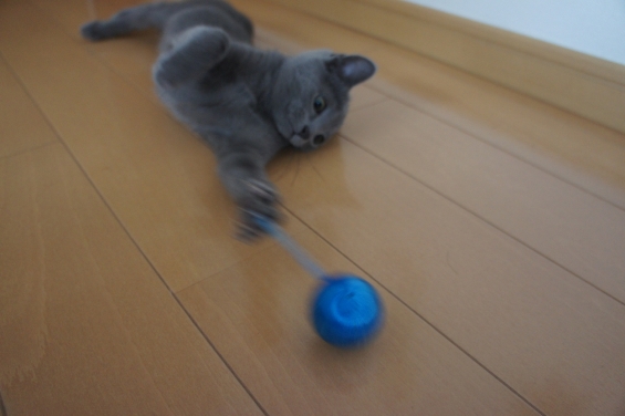 Cat pictures｜ボールに夢中！！