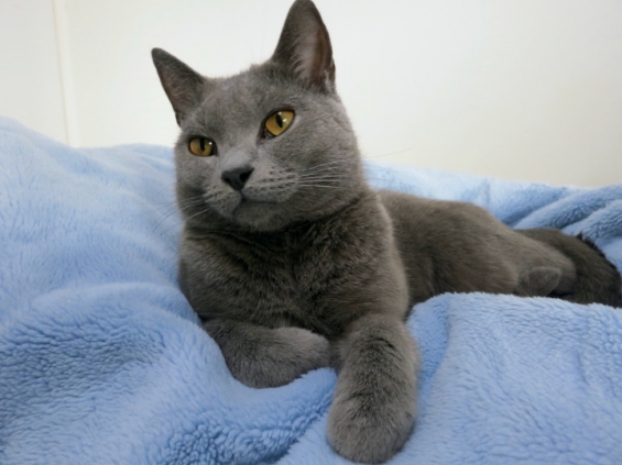 Cat pictures｜ブルーの毛布の上で