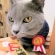 Cat pictures｜No.1猫