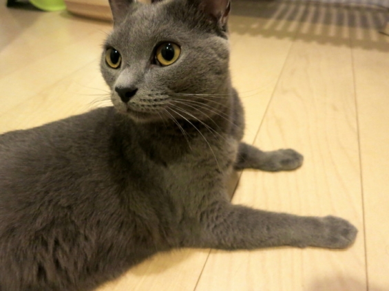 Cat pictures｜振り向くカワイイ猫