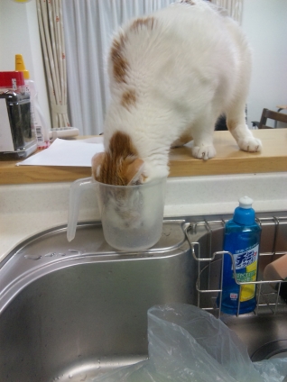 Cat pictures｜水を必死に飲もうとする・・・