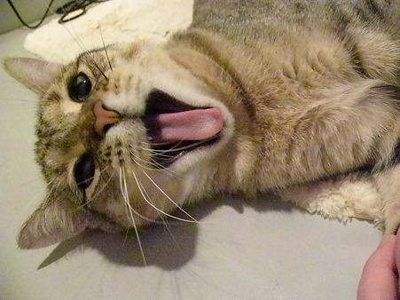 Cat pictures｜「あ～ん！虫歯ないですか？」