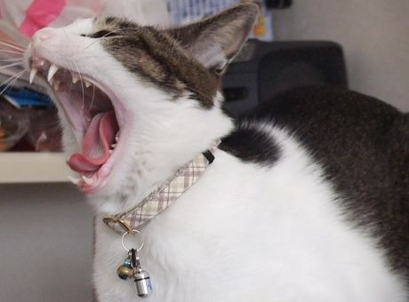 Cat pictures｜火をふくぞー