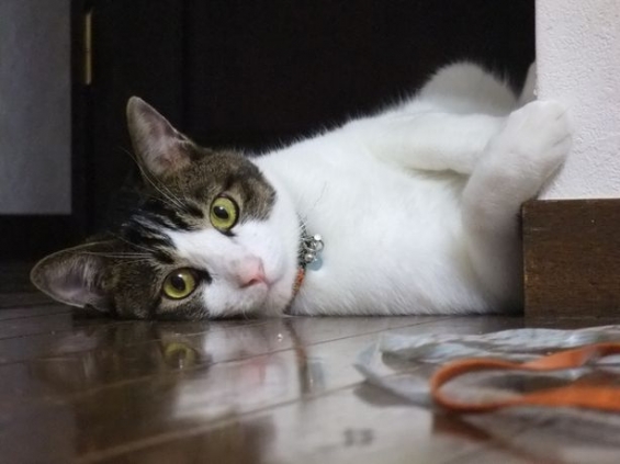 Cat pictures｜床に冷えピタ