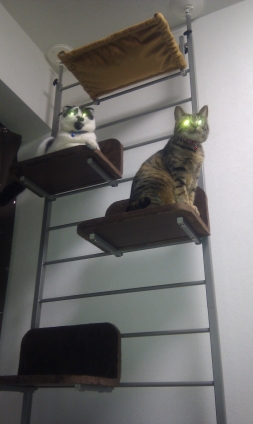 Cat pictures｜サイバーキャット