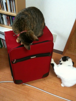 Cat pictures｜旅行の準備