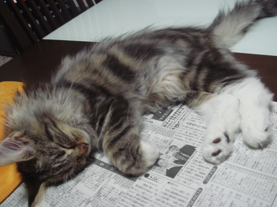 Cat pictures｜新聞