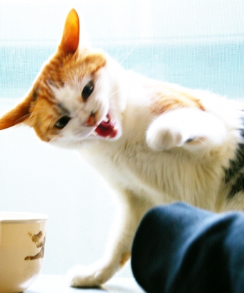 Cat pictures｜ネコパンチo(`ε´)===〇