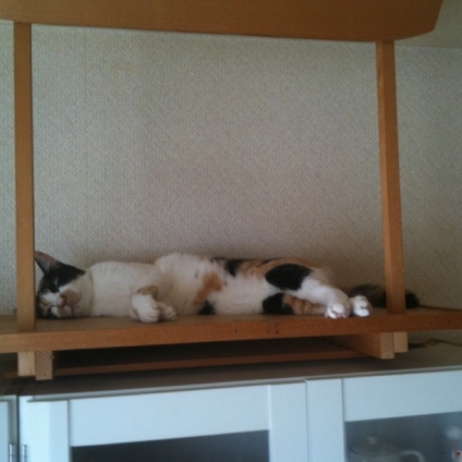 Cat pictures｜我が家の神棚には・・・猫しか居ない