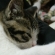 Cat pictures｜眠いんです。。。