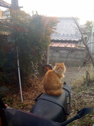 Cat pictures｜二年前の、秋の猫