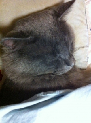 Cat pictures｜寒いんで、お布団きて寝てます・・・