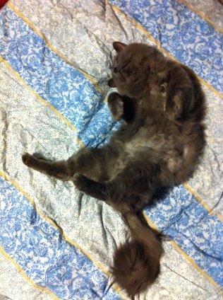Cat pictures｜良く寝ている、ひらべ〜です。