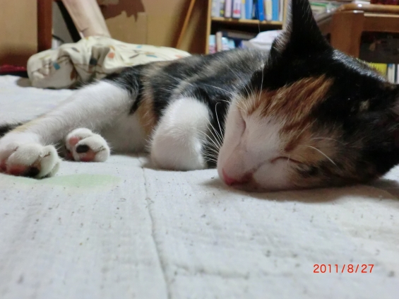 Cat pictures｜寝顔