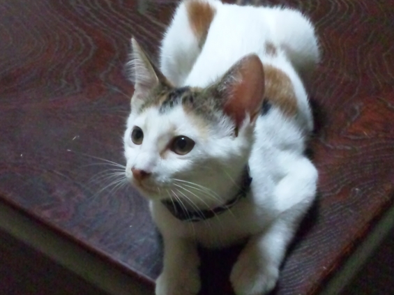 Cat pictures｜みかん