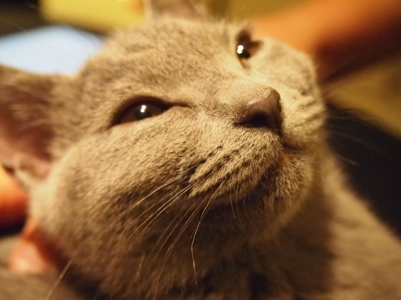 Cat pictures｜微笑み猫シャルトリュー