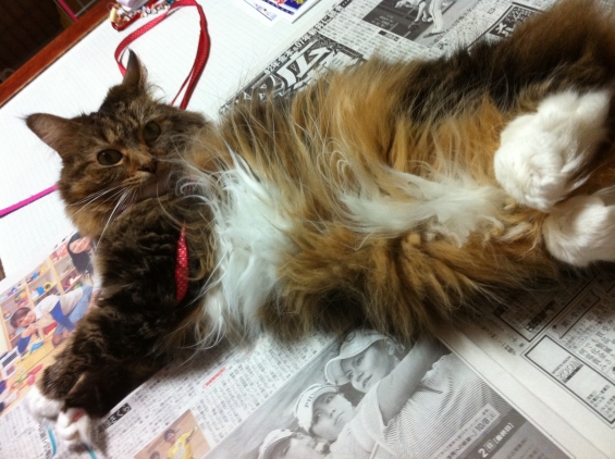 Cat pictures｜新聞はゴザではない。