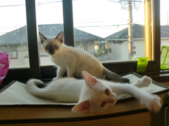 Cat pictures｜ショコラとメーア