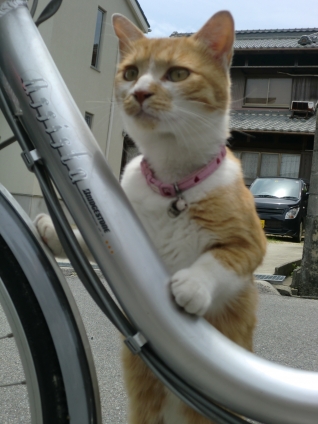 Cat pictures｜近所の猫