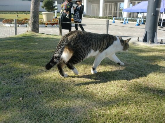 Cat pictures｜サッ!
