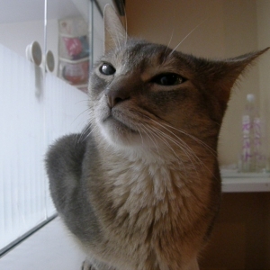 Cat pictures｜【ねこ・JaLaLa】アンちゃん