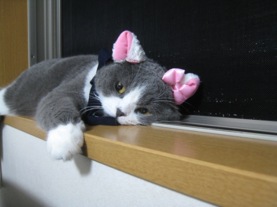 Cat pictures｜おしゃれcat Buri