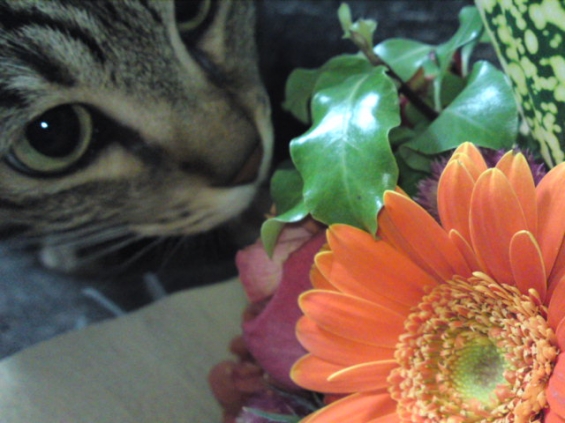 Cat pictures｜お花と私