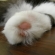 Cat pictures｜フィガロくんの肉球