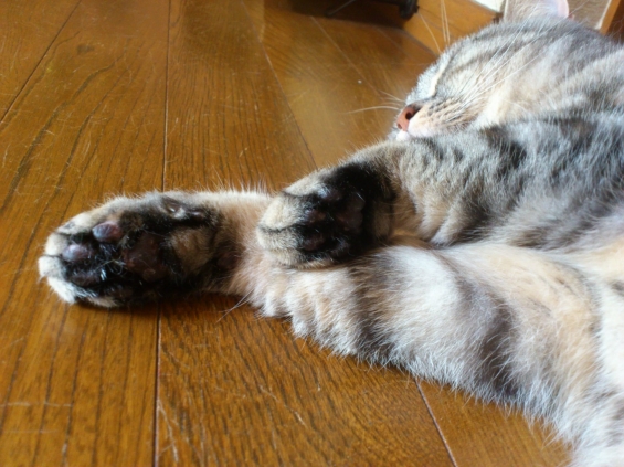 Cat pictures｜肉球の日！