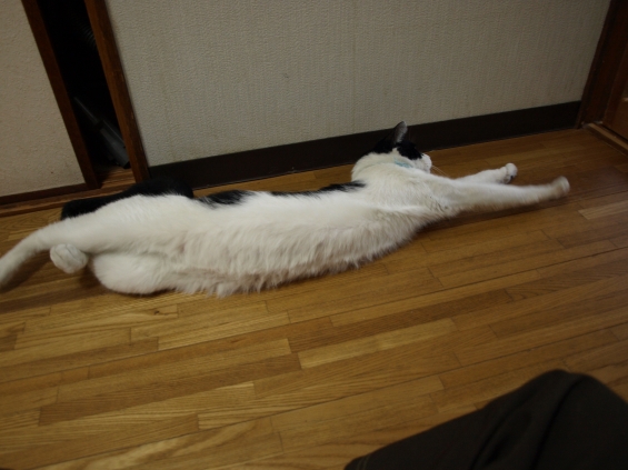 Cat pictures｜のびぃ～