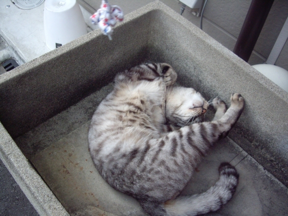 Cat pictures｜井戸の上で・・