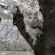 Cat pictures｜桜と猫