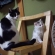 Cat pictures｜椅子に２匹・・