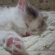 Cat pictures｜ぷにぷに肉球・・♥