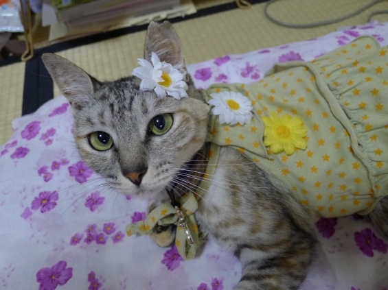Cat pictures｜お花いっぱい♪
