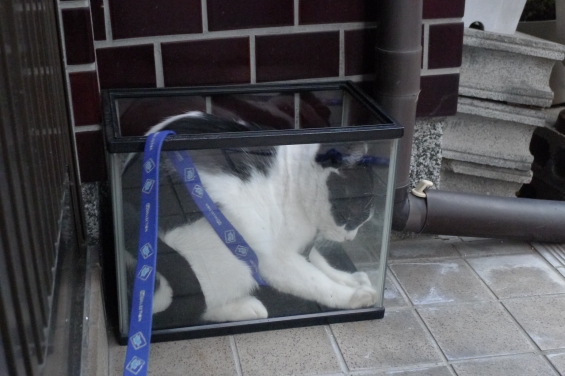 Cat pictures｜水槽猫！