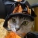 Cat pictures｜オレンジの魔女！