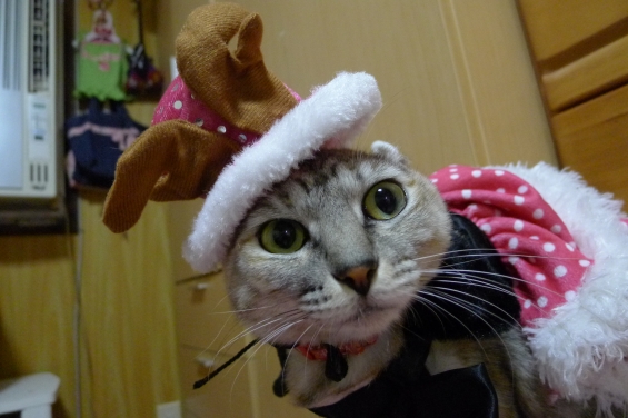 Cat pictures｜クリスマス②