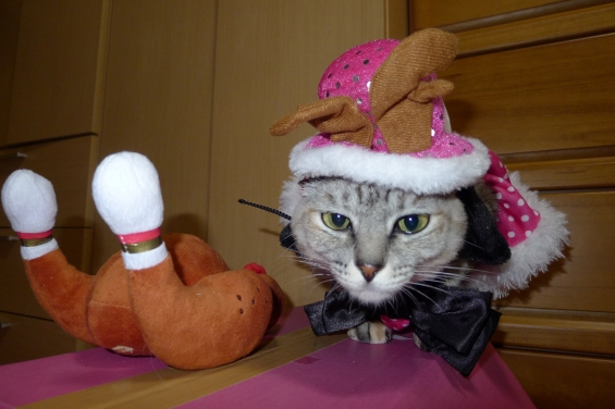 Cat pictures｜クリスマス③
