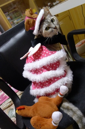 Cat pictures｜クリスマス④